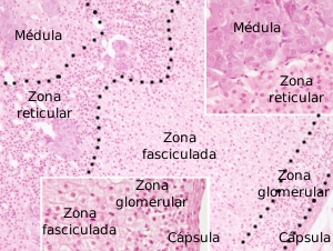 Glándula suprarrenal