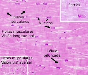 Músculo cardiaco