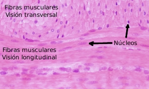 músculo liso
