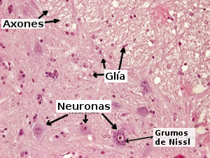 Tejido nervioso