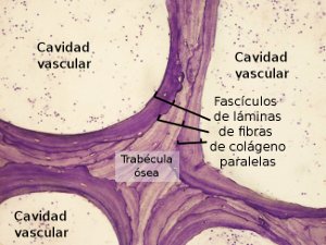 Óseo, compacto